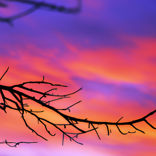 A photo of a branch silhouetted against a colorful sunset sky